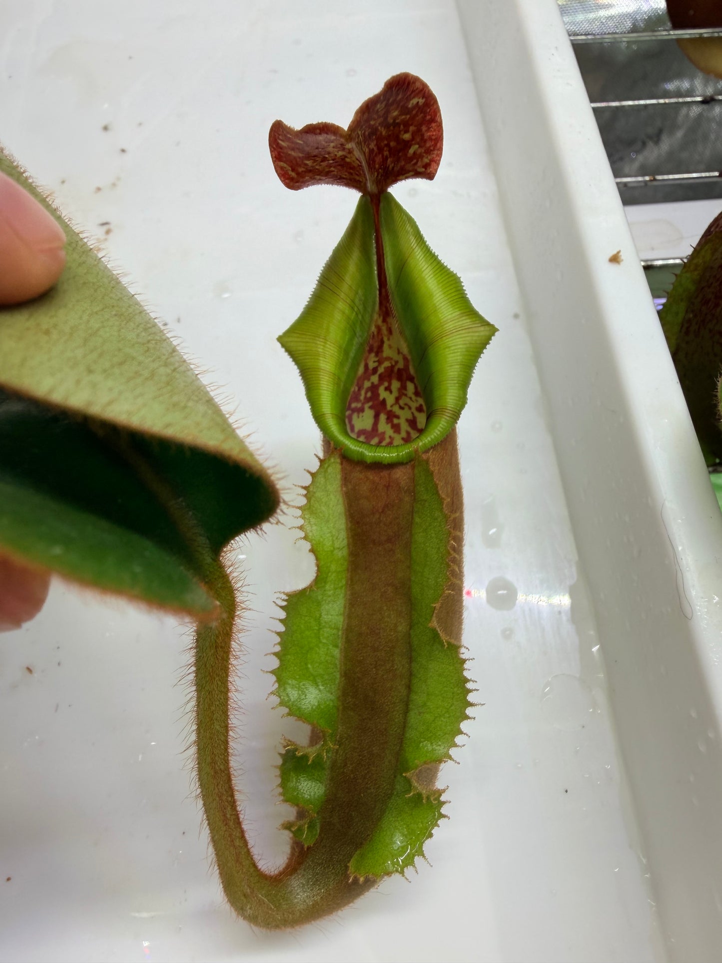 WYSIWYG Nepenthes {[(lowii x veitchii) x boschiana)] x veitchii "The Wave"} x veitchii Candy Red