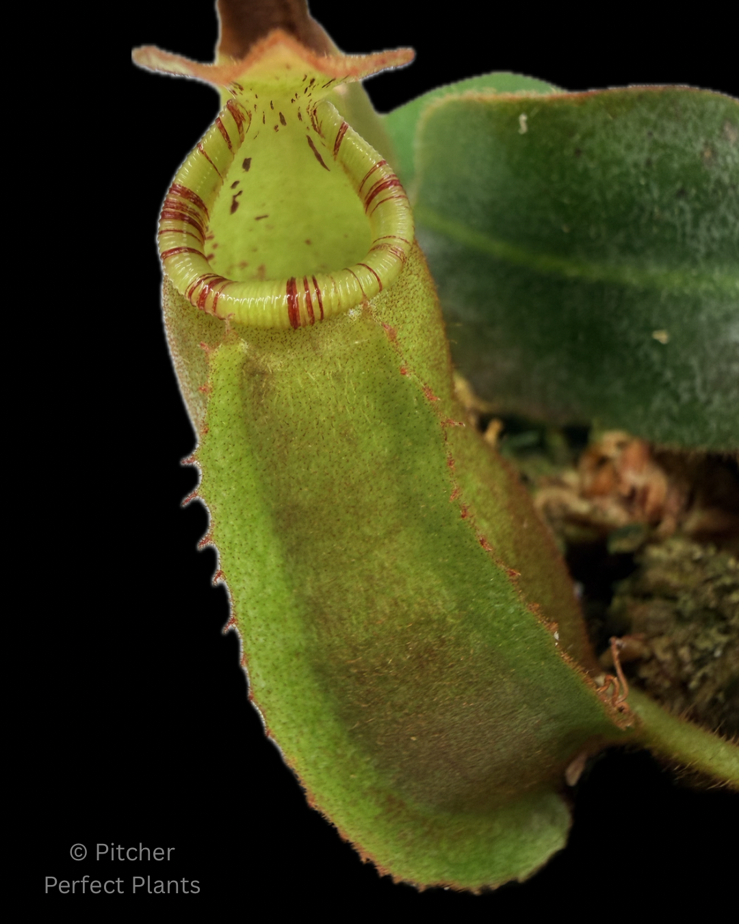 Nepenthes veitchii ['Geoff Wong' x (Akazukin x Bareo)] - Pitcher Perfect Plants