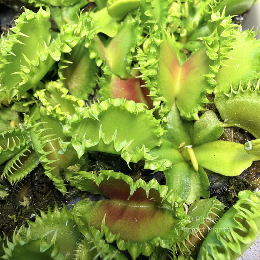Dionaea muscipula 'Chinese Dumpling' - Pitcher Perfect Plants