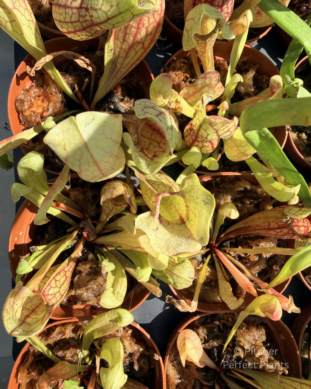 Sarracenia purpurea venosa - Pitcher Perfect Plants