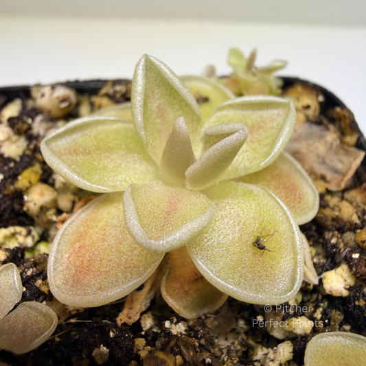 Pinguicula ehlersiae "Cotton Candy"