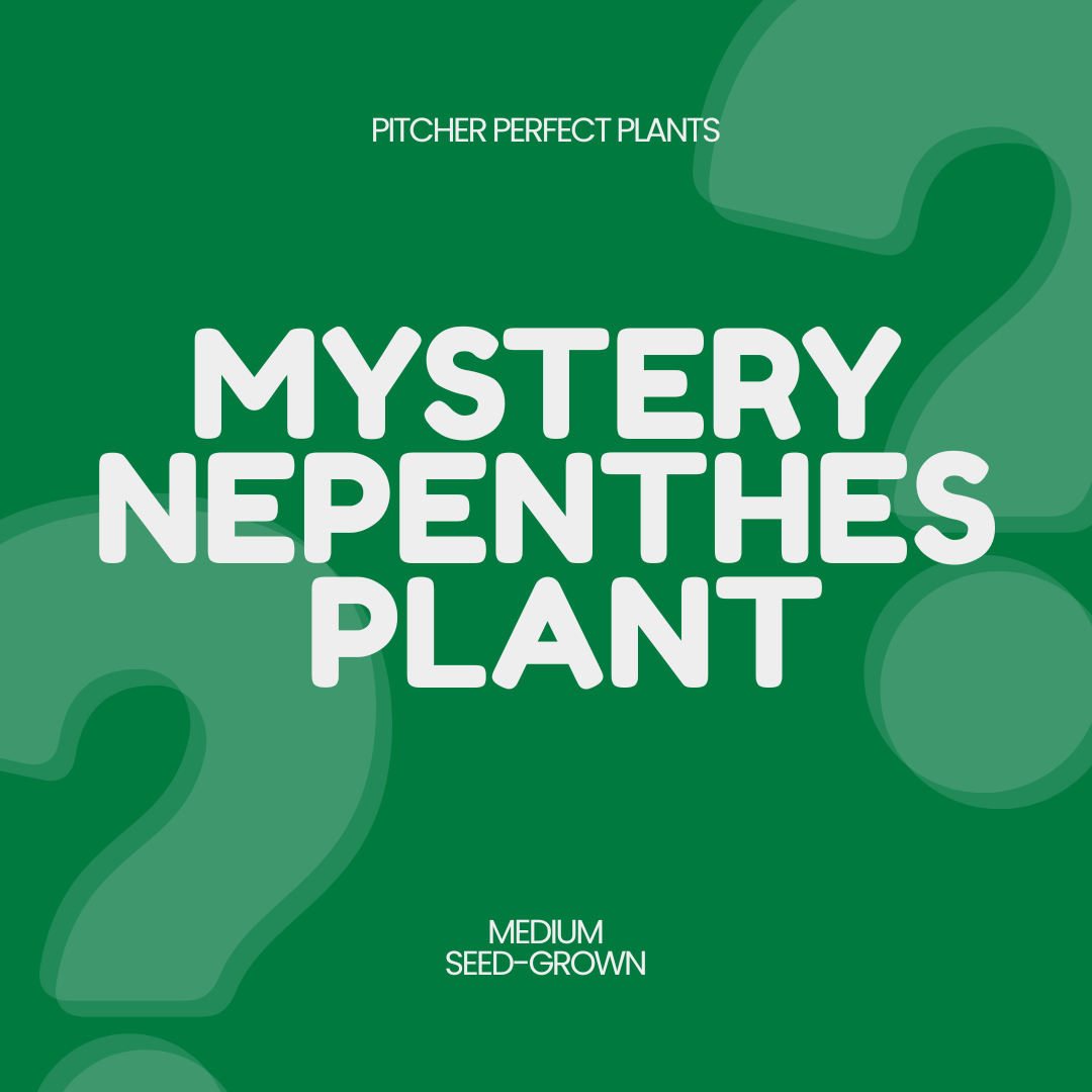 Mystery Nepenthes - 1 per order - Pitcher Perfect Plants