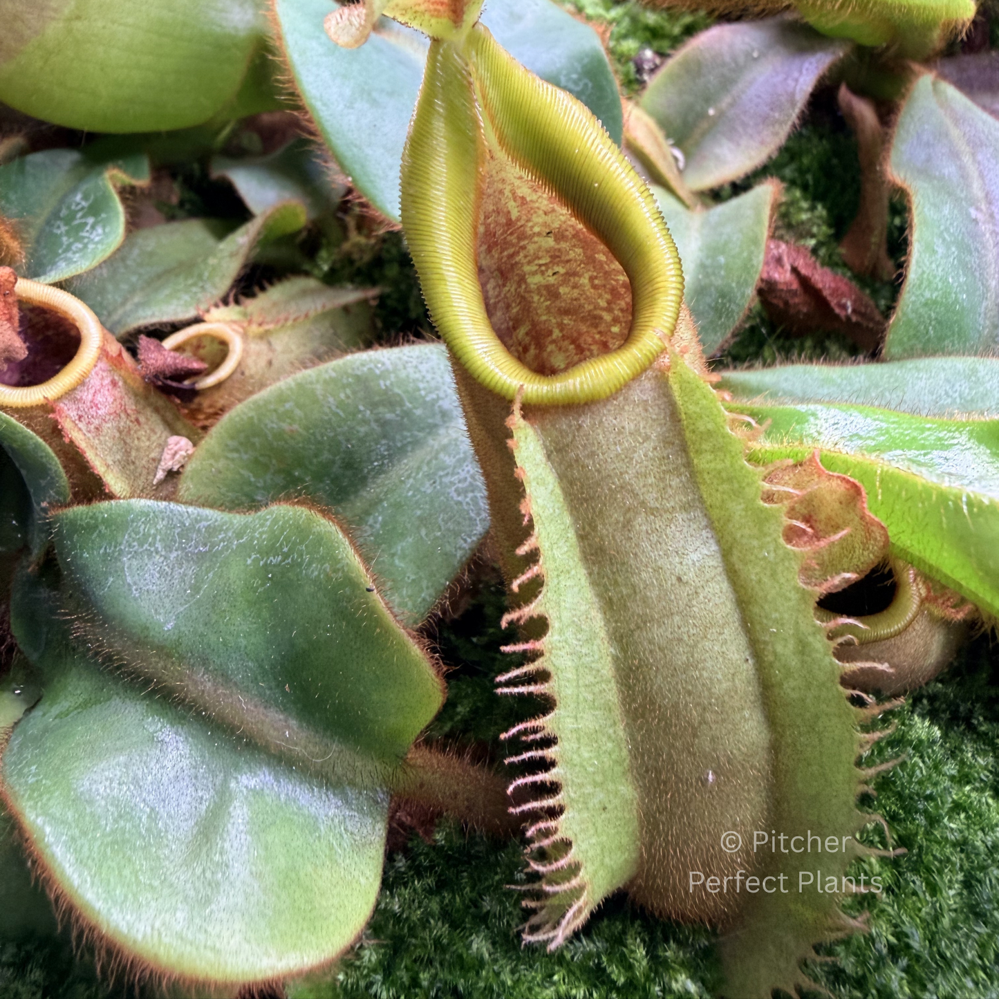 Nepenthes veitchii (CAR-0001 x BE-3734) – Pitcher Perfect Plants ®