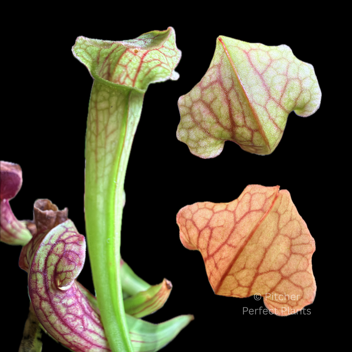 Sarracenia Philadelphia - Pitcher Perfect Plants