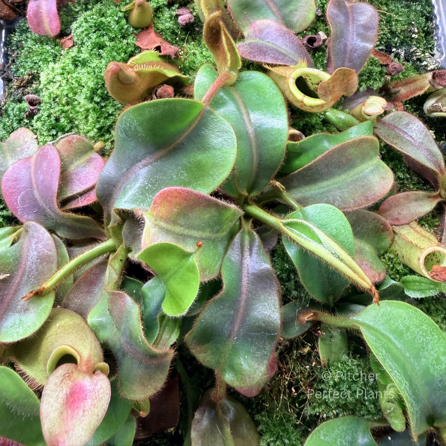 Nepenthes veitchii (CAR-0001 x BE-4021) – Pitcher Perfect Plants ®