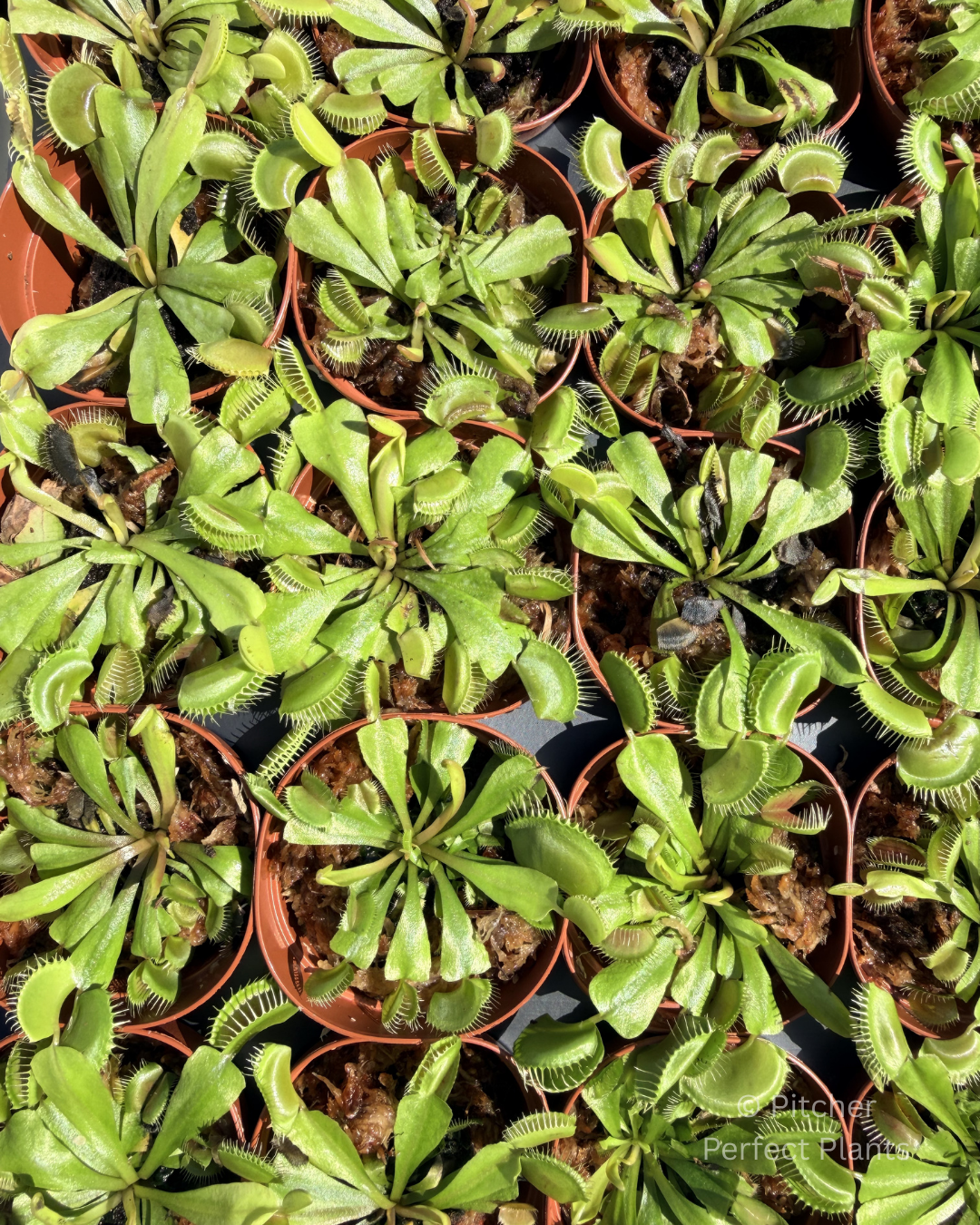 Venus flytrap (Dionaea muscipula) - Pitcher Perfect Plants