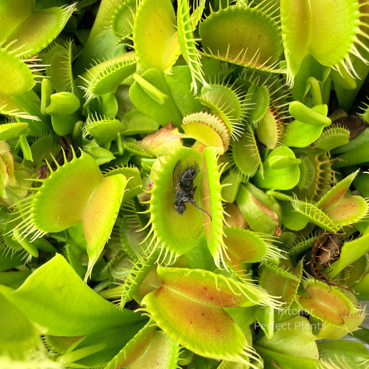 Dionaea muscipula 'B52'