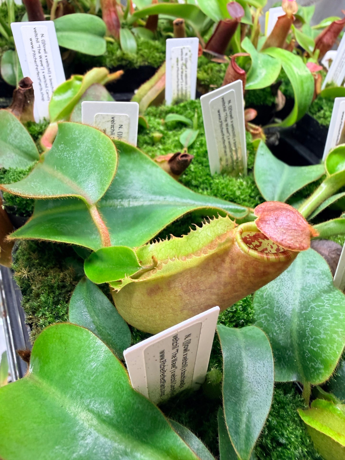Nepenthes {[(lowii x veitchii) x boschiana)] x veitchii "The Wave"} x veitchii Candy Red - Pitcher Perfect Plants