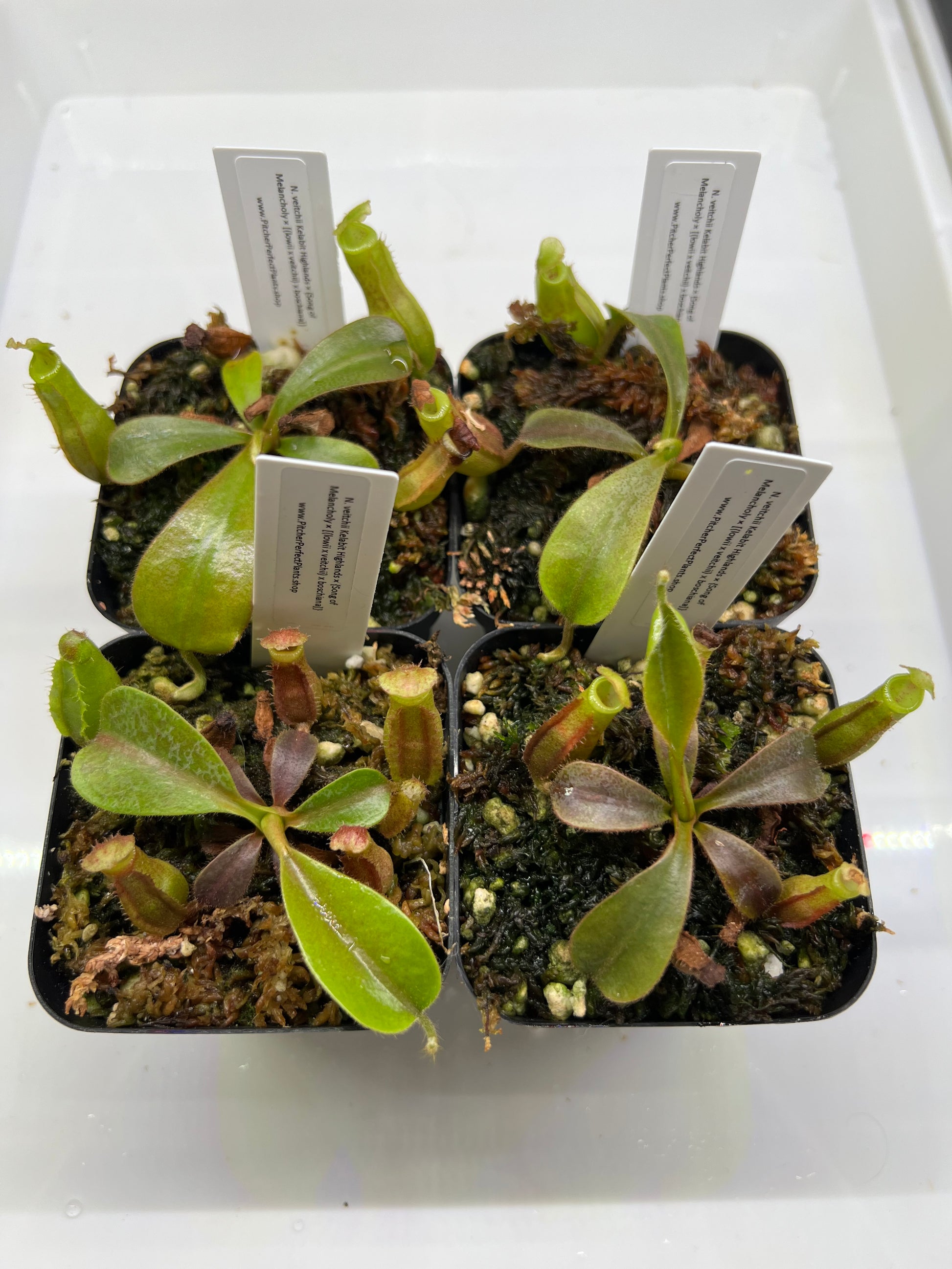 Nepenthes veitchii Kelabit Highlands × {Song of Melancholy × [(lowii x veitchii) x boschiana]} - Pitcher Perfect Plants