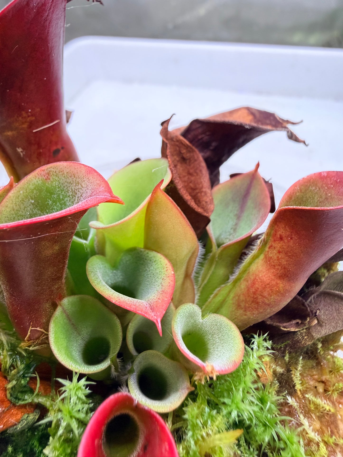 Heliamphora minor Big Orange - Pitcher Perfect Plants