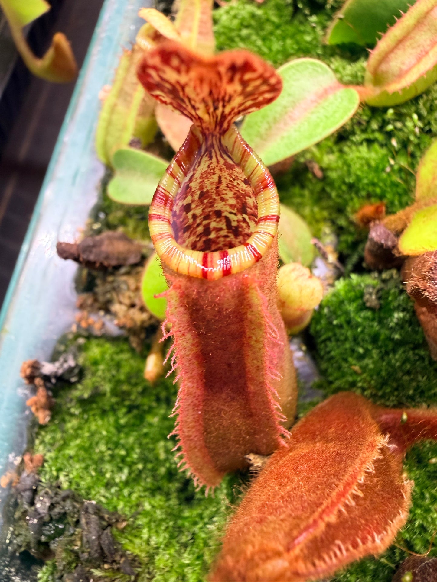 Nepenthes [(Song of Melancholy x veitchii) x veitchii "L15"] x veitchii 'Candy Dreams' - Pitcher Perfect Plants