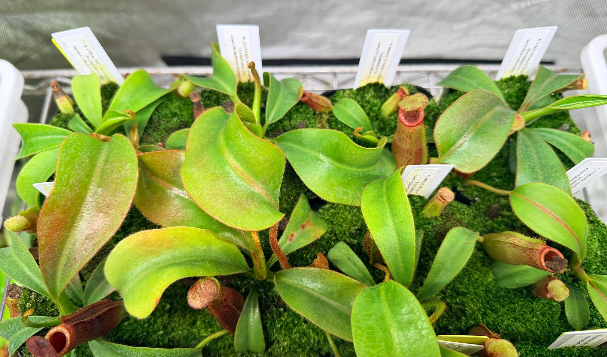 Nepenthes veitchii (CK mostly striped) x Trusmadiensis SG - Pitcher Perfect Plants