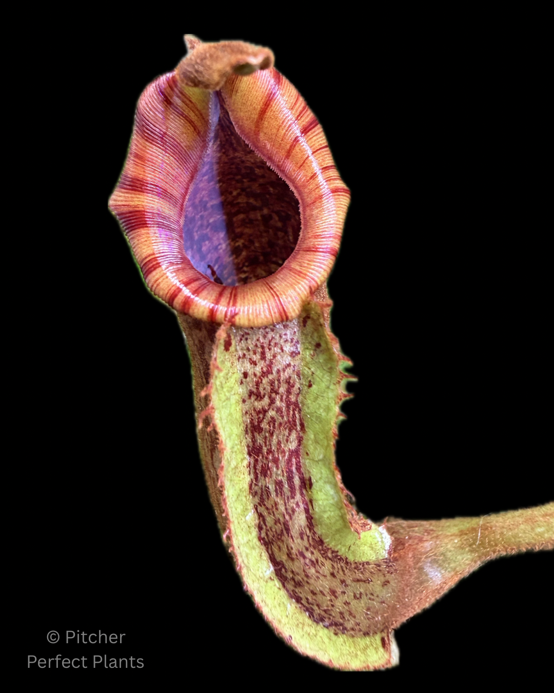 Nepenthes maxima 'Geoff Wong' x veitchii 'Candy Dreams' – Pitcher