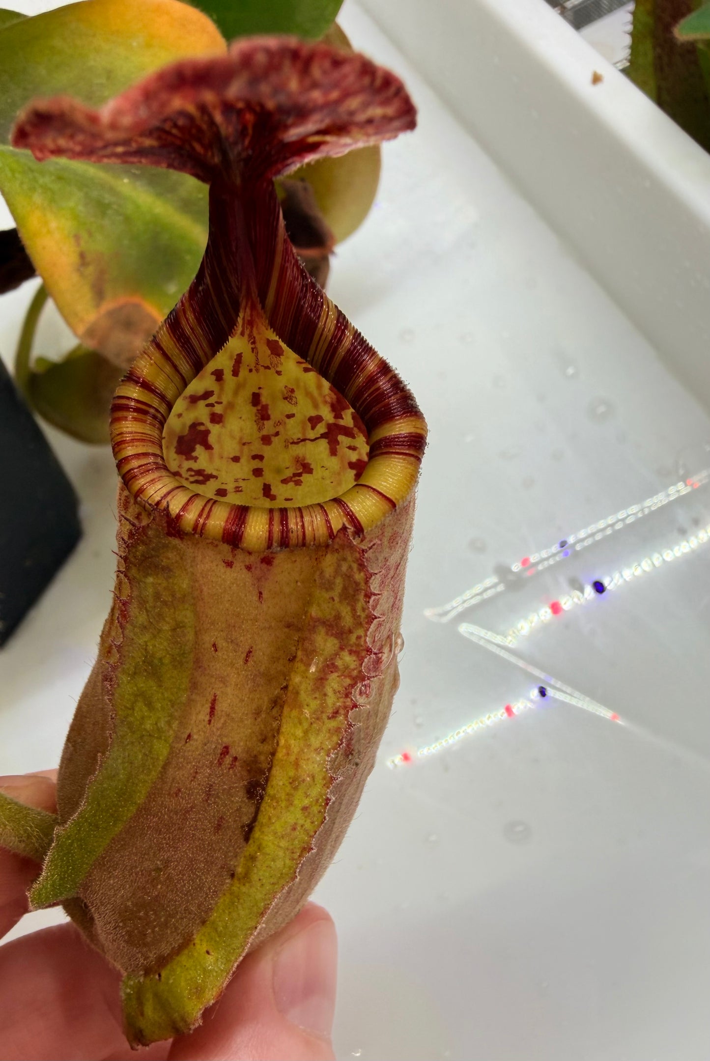 WYSIWYG Nepenthes (Marpesa x clipeata) x (maxima x veitchii highland)