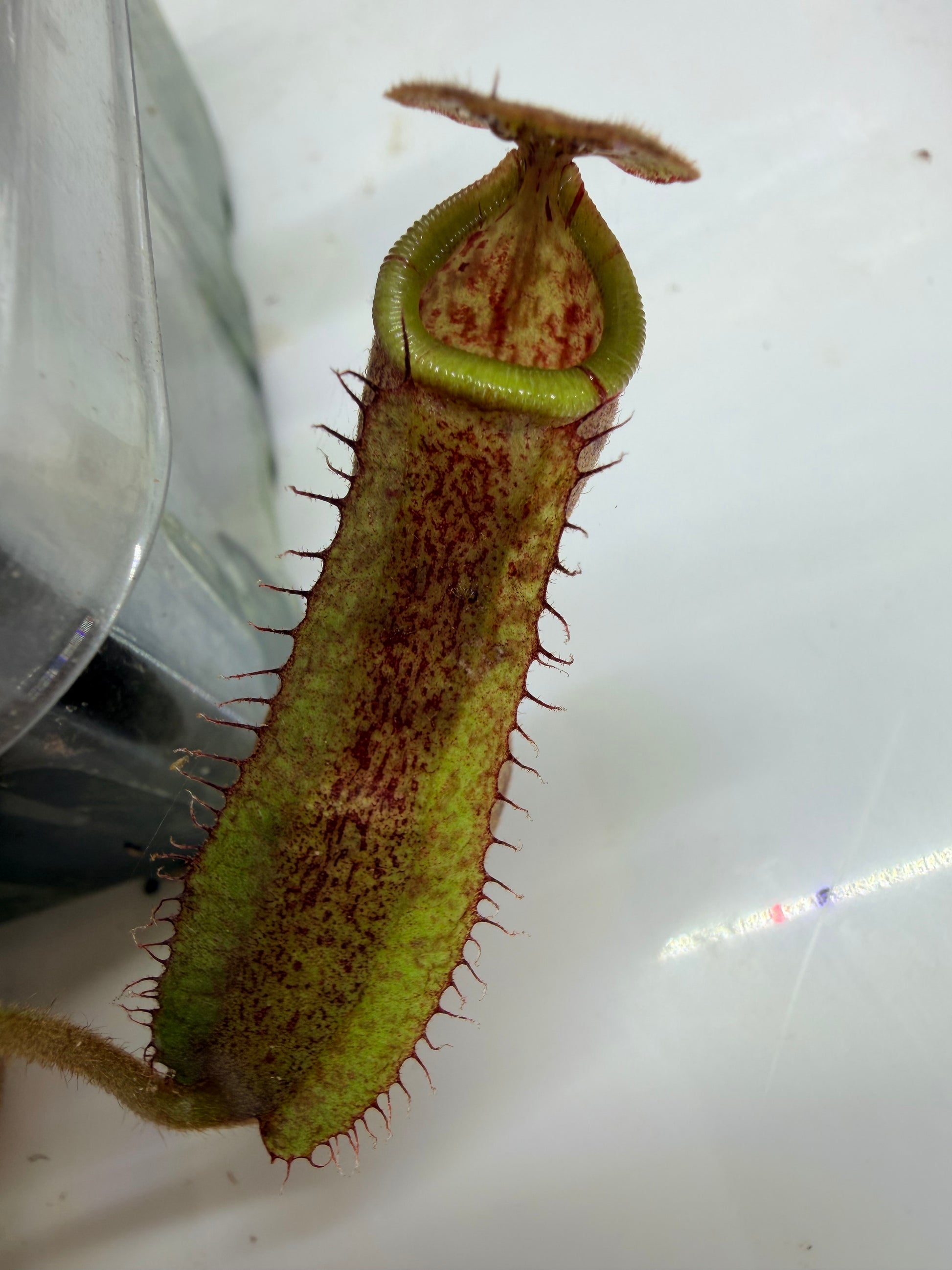 Nepenthes (platychila x vogelli) x veitchii 'Candy Dreams' - Pitcher Perfect Plants