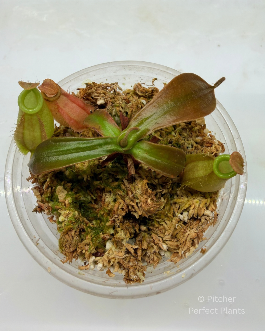Nepenthes ampullaria, orange leaf (Tayeve, Irian Jaya) - Pitcher Perfect Plants