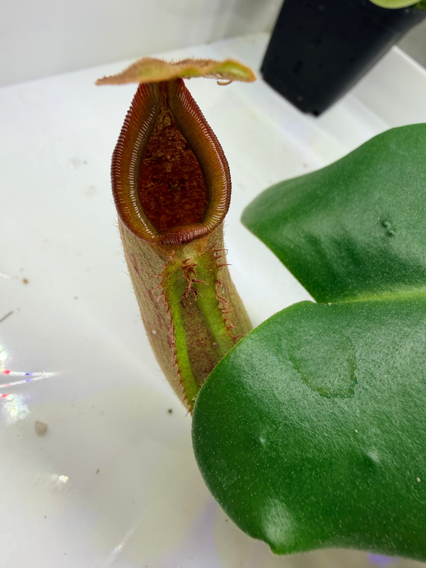 Nepenthes truncata [(d) × Pasian Red] × JB - Pitcher Perfect Plants