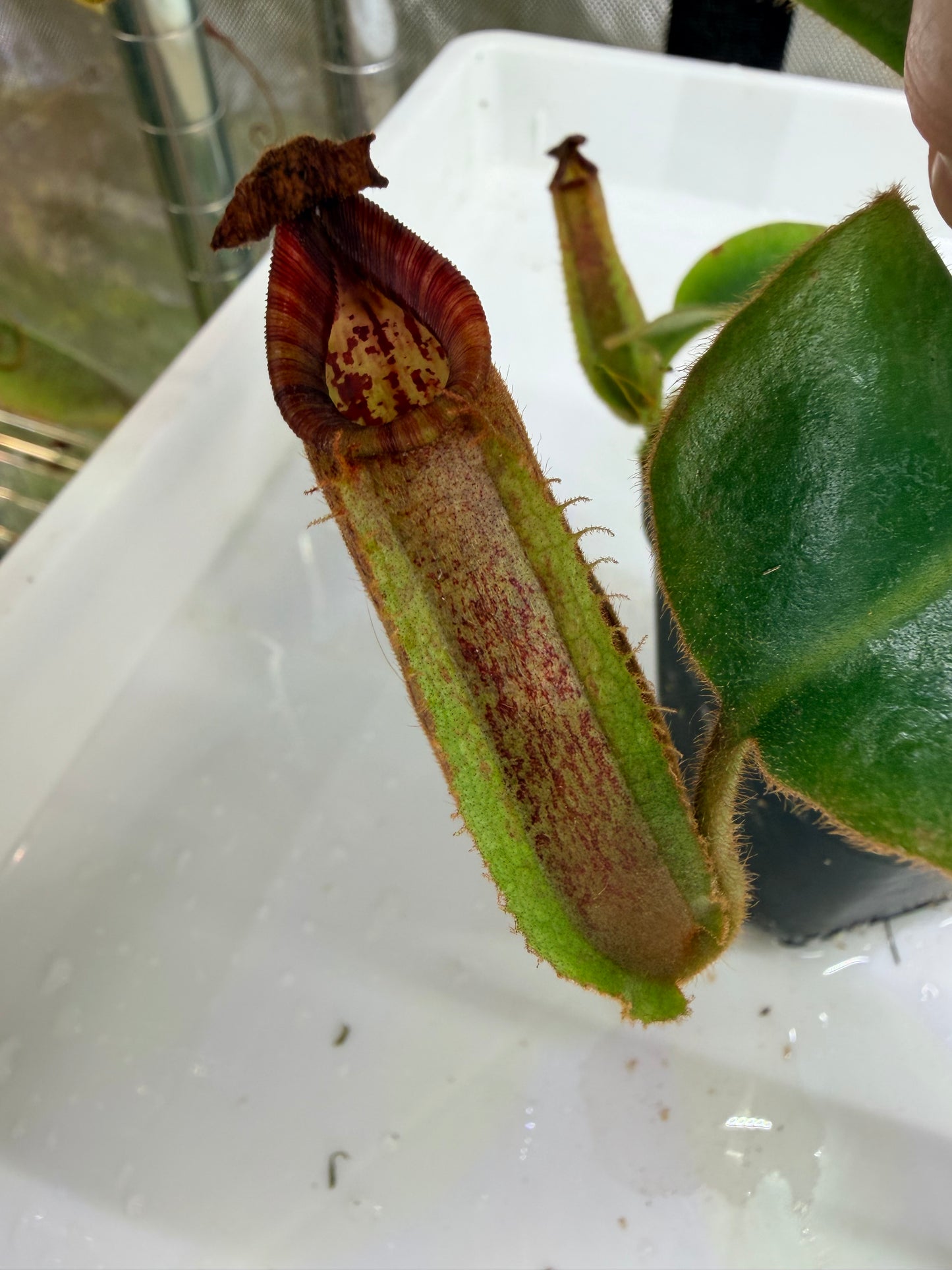 WYSIWYG Nepenthes ('Splendid Diana' x platychila) x veitchii ‘Candy Dreams’