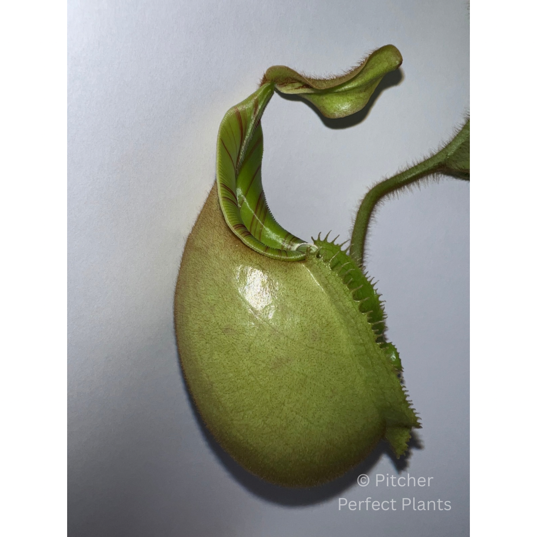 Nepenthes veitchii Bareo, BE-3734 - Pitcher Perfect Plants
