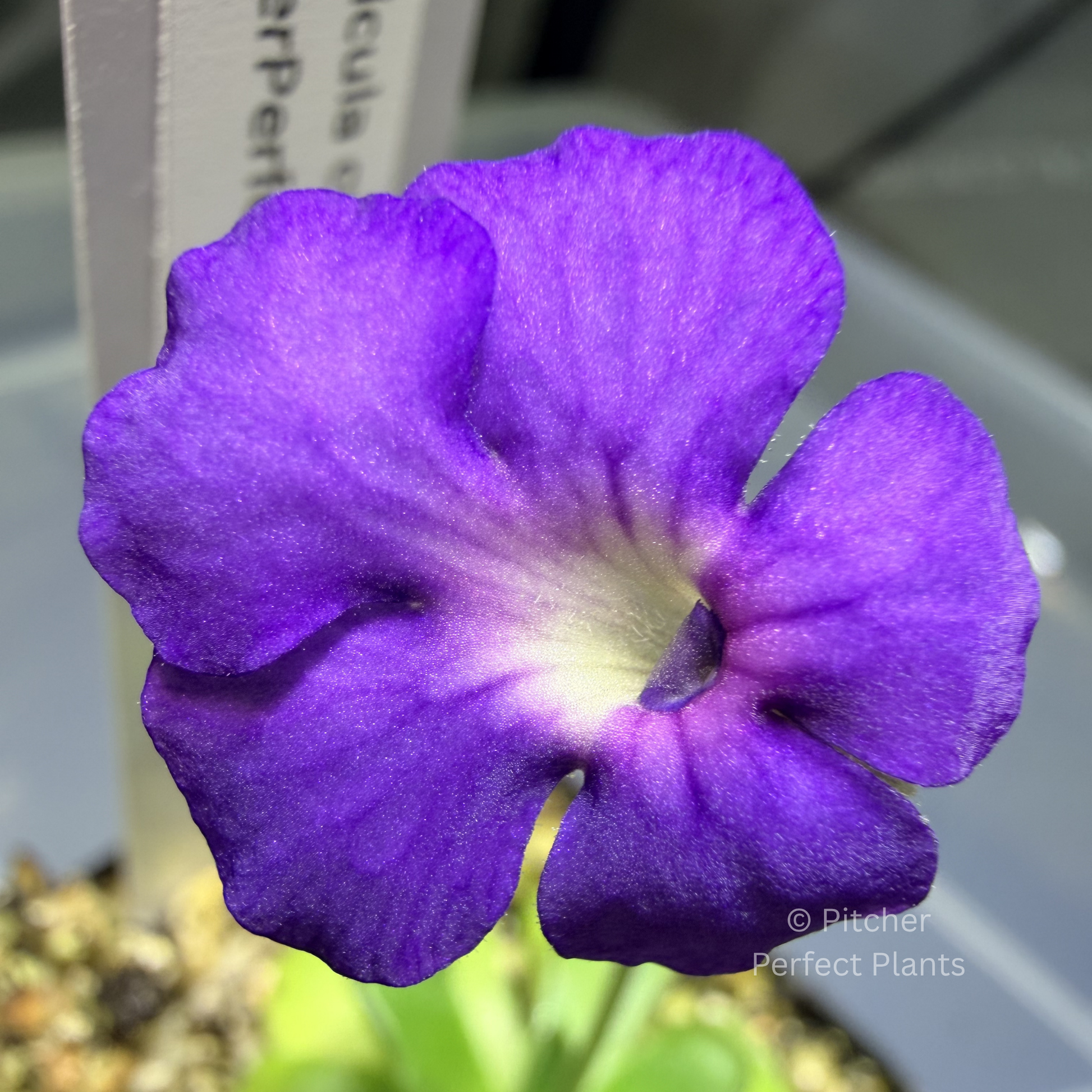 Pinguicula cyclosecta - Pitcher Perfect Plants
