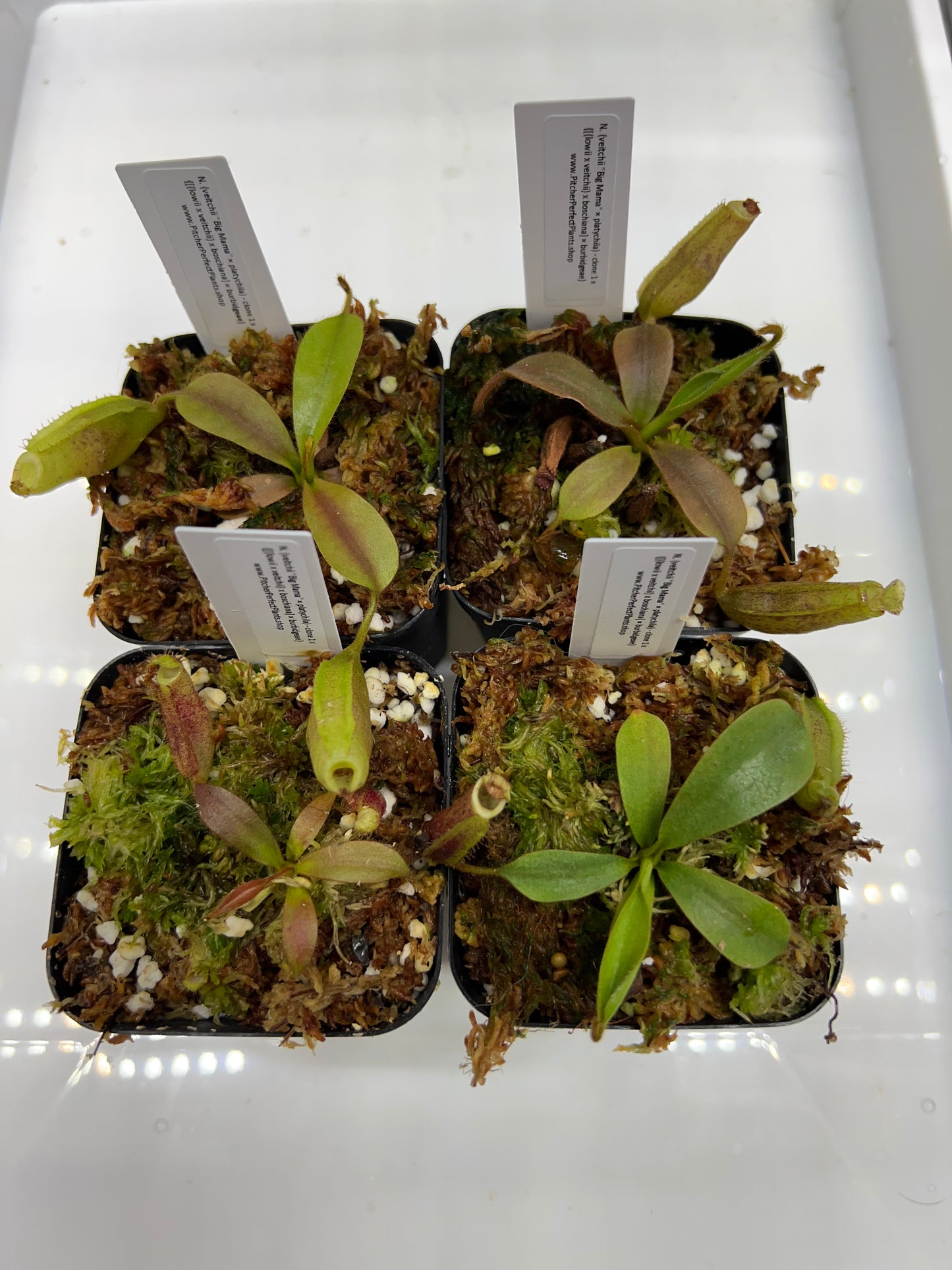 Nepenthes (veitchii "Big Mama" × platychila) x {[(lowii x veitchii) x boschiana] × burbidgeae} - Pitcher Perfect Plants