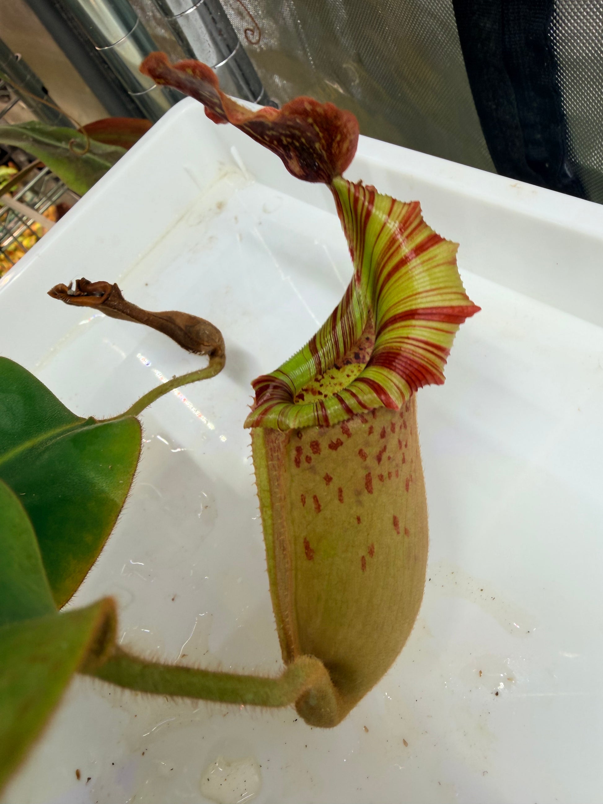 Nepenthes veitchii Kelabit Highlands × {Song of Melancholy × [(lowii x veitchii) x boschiana]} - Pitcher Perfect Plants