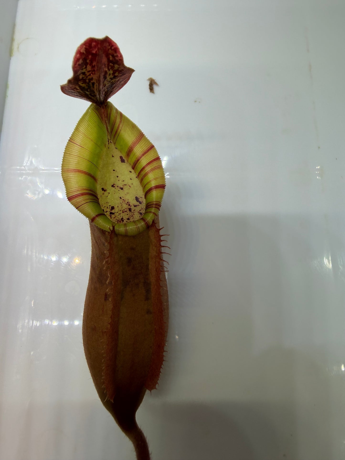 Nepenthes veitchii JB x {Song of Melancholy x [(lowii x veitchii) x boschiana]}