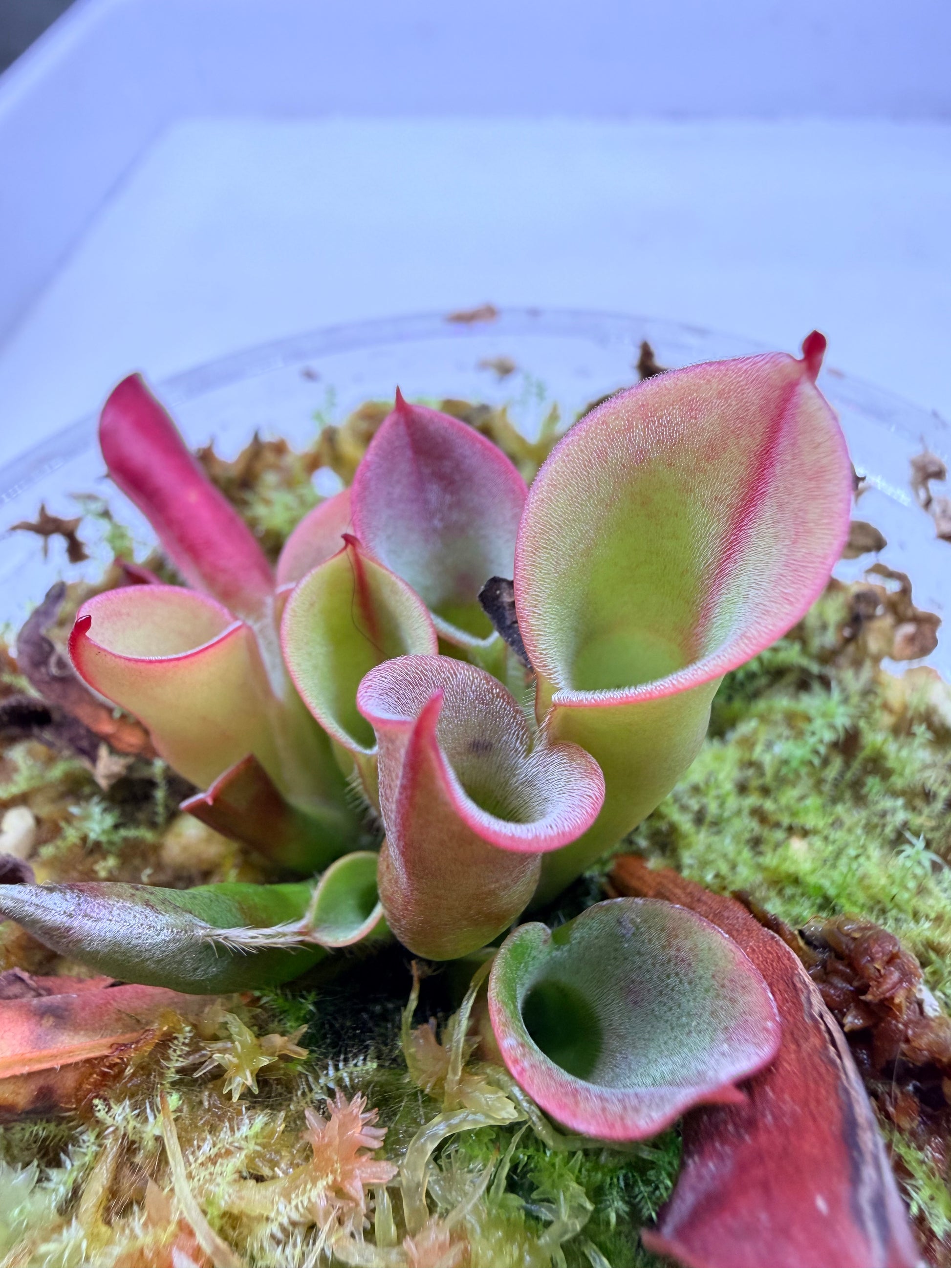 Heliamphora minor Big Orange - Pitcher Perfect Plants
