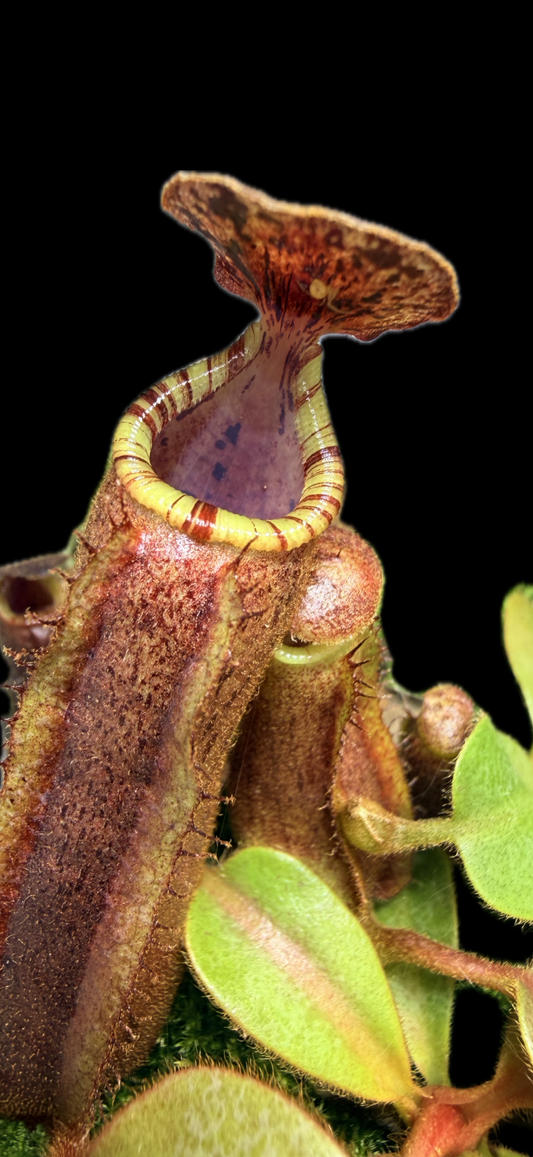Nepenthes [(lowii x veitchii) x boschiana)] "Red Ruffled" x veitchii 'Candy Dreams'