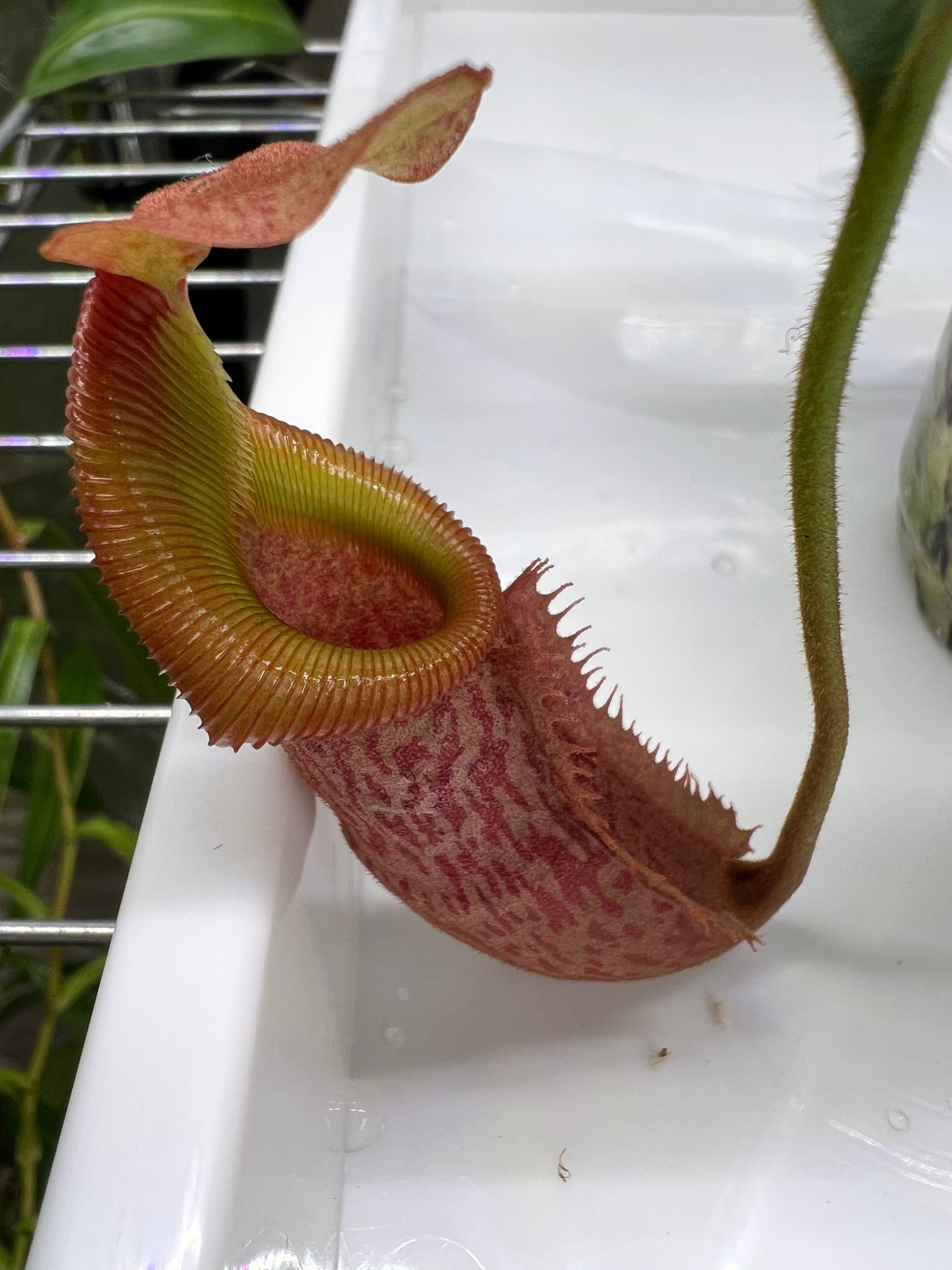 Nepenthes veitchii x (burbidgeae x edwardsiana) BE-4053 - Pitcher Perfect Plants