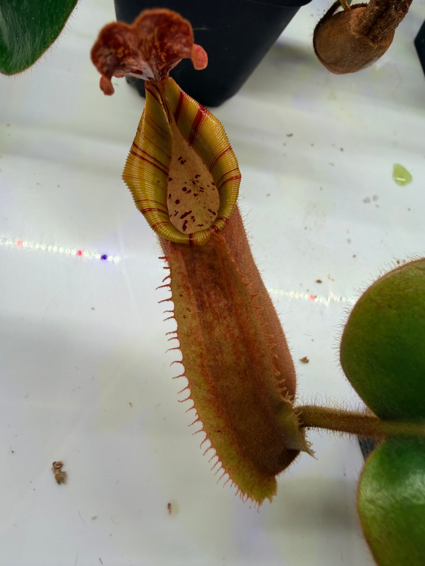 Nepenthes veitchii [Thai Bareo Giant x variegated (k)] - Pitcher Perfect Plants