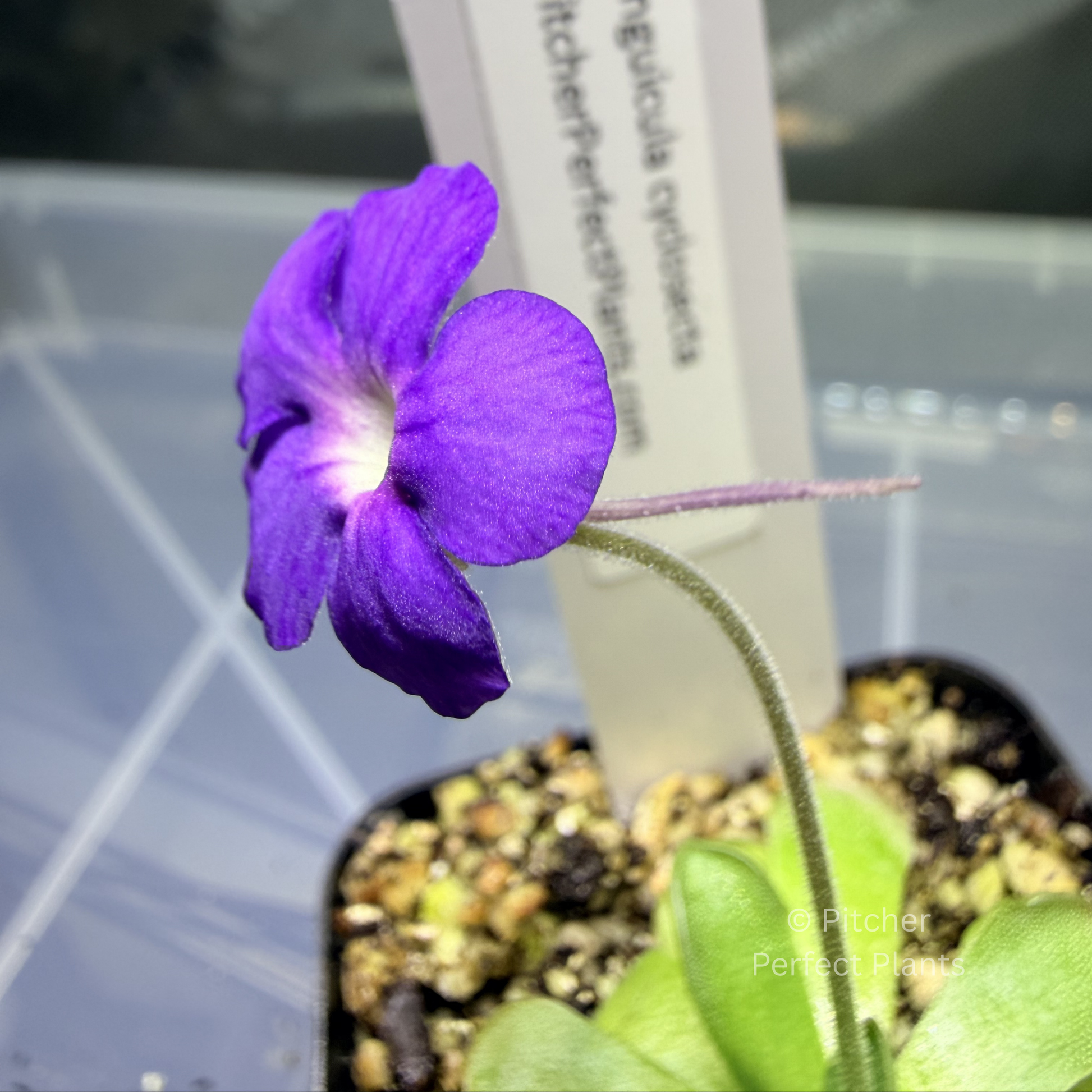 Pinguicula cyclosecta - Pitcher Perfect Plants
