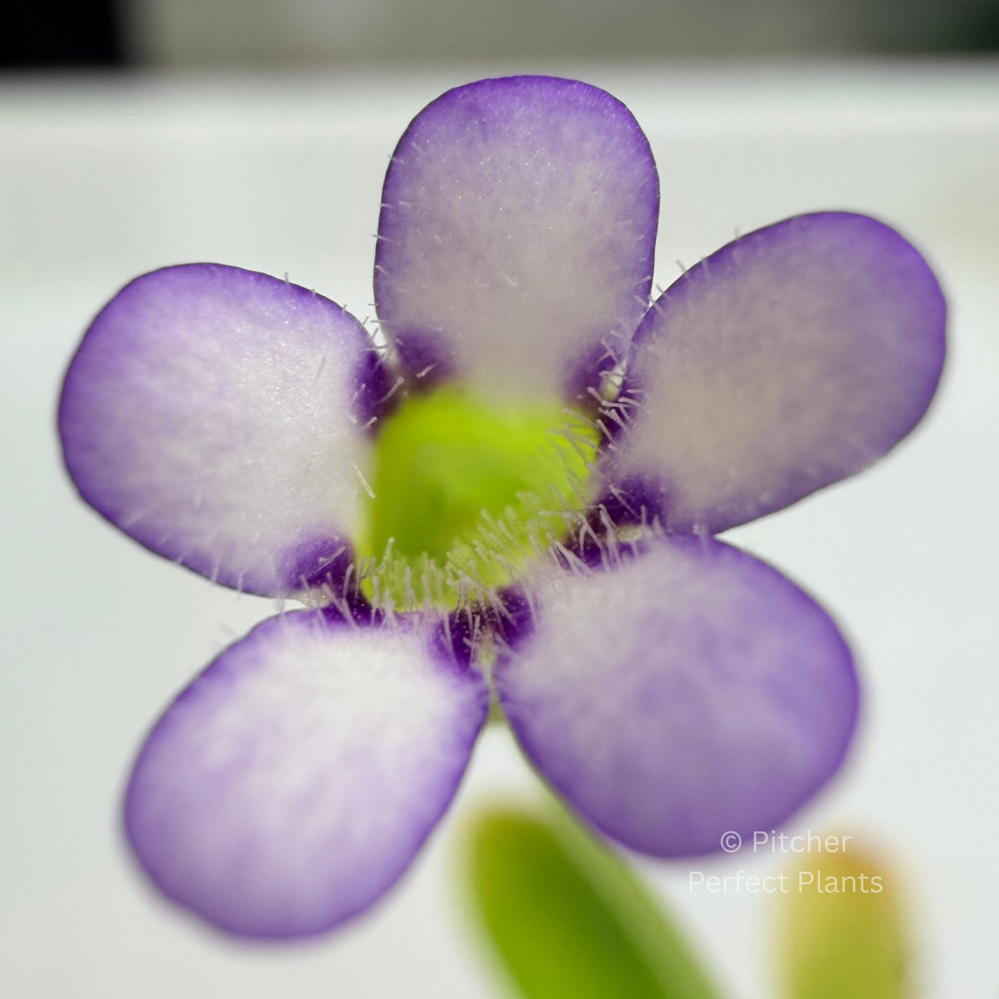 Pinguicula agnata ‘True Blue’