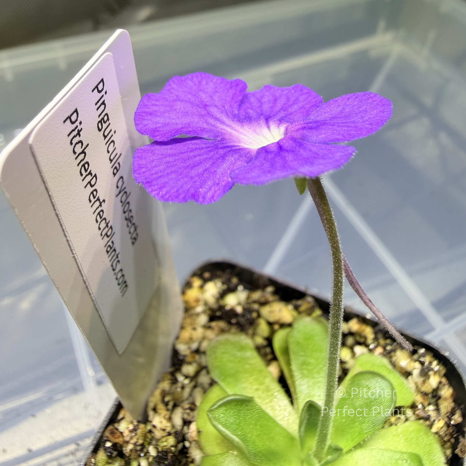 Pinguicula cyclosecta - Pitcher Perfect Plants