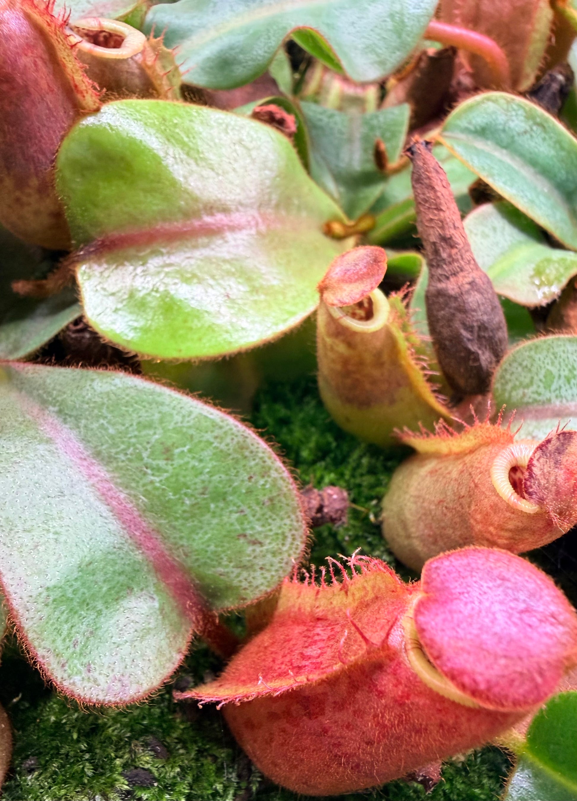 Nepenthes [(Song of Melancholy x veitchii) x veitchii "L15"] x veitchii 'Candy Dreams' - Pitcher Perfect Plants