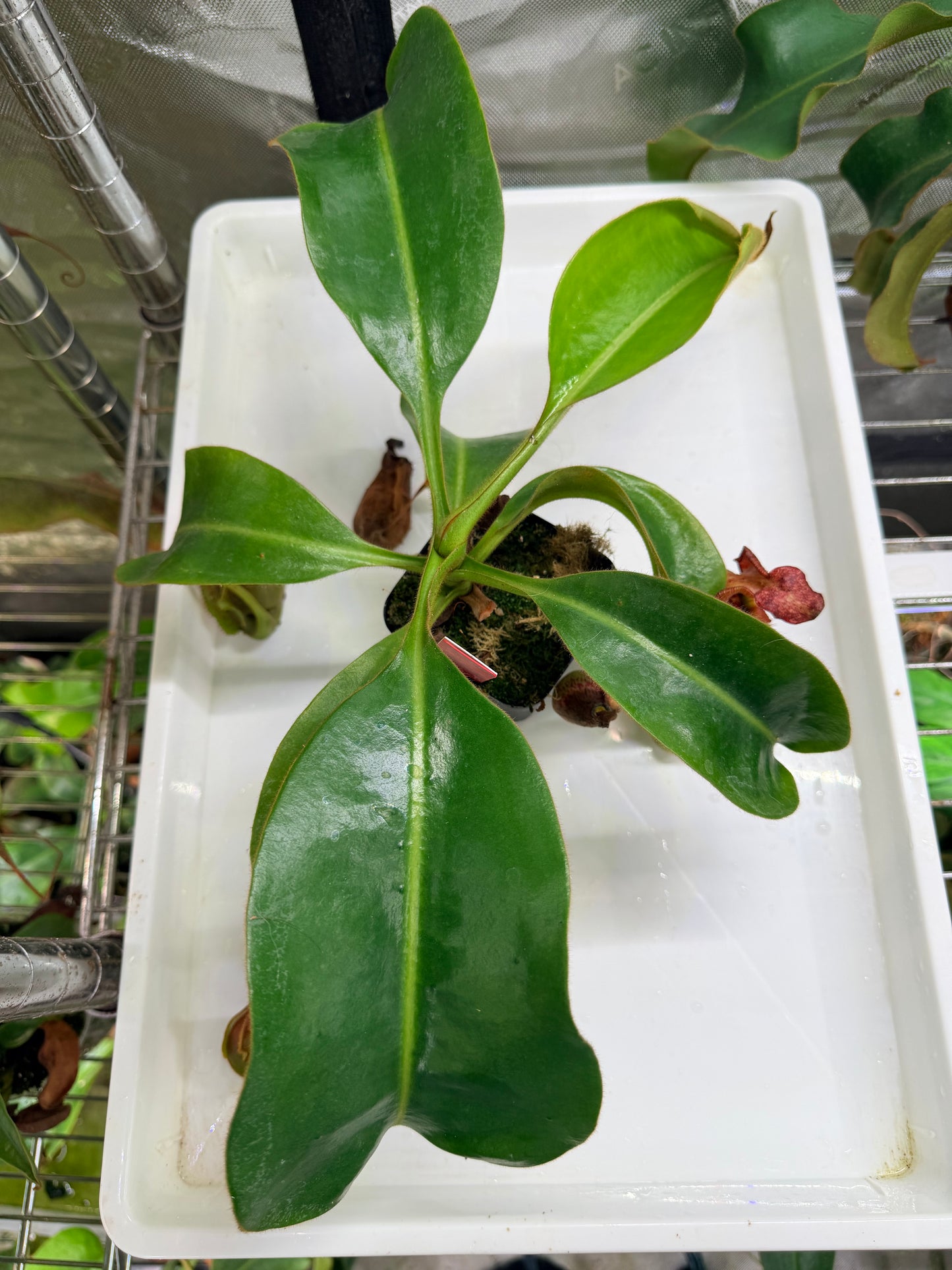 WYSIWYG Nepenthes maxima 'Geoff Wong' x veitchii 'Candy Dreams'