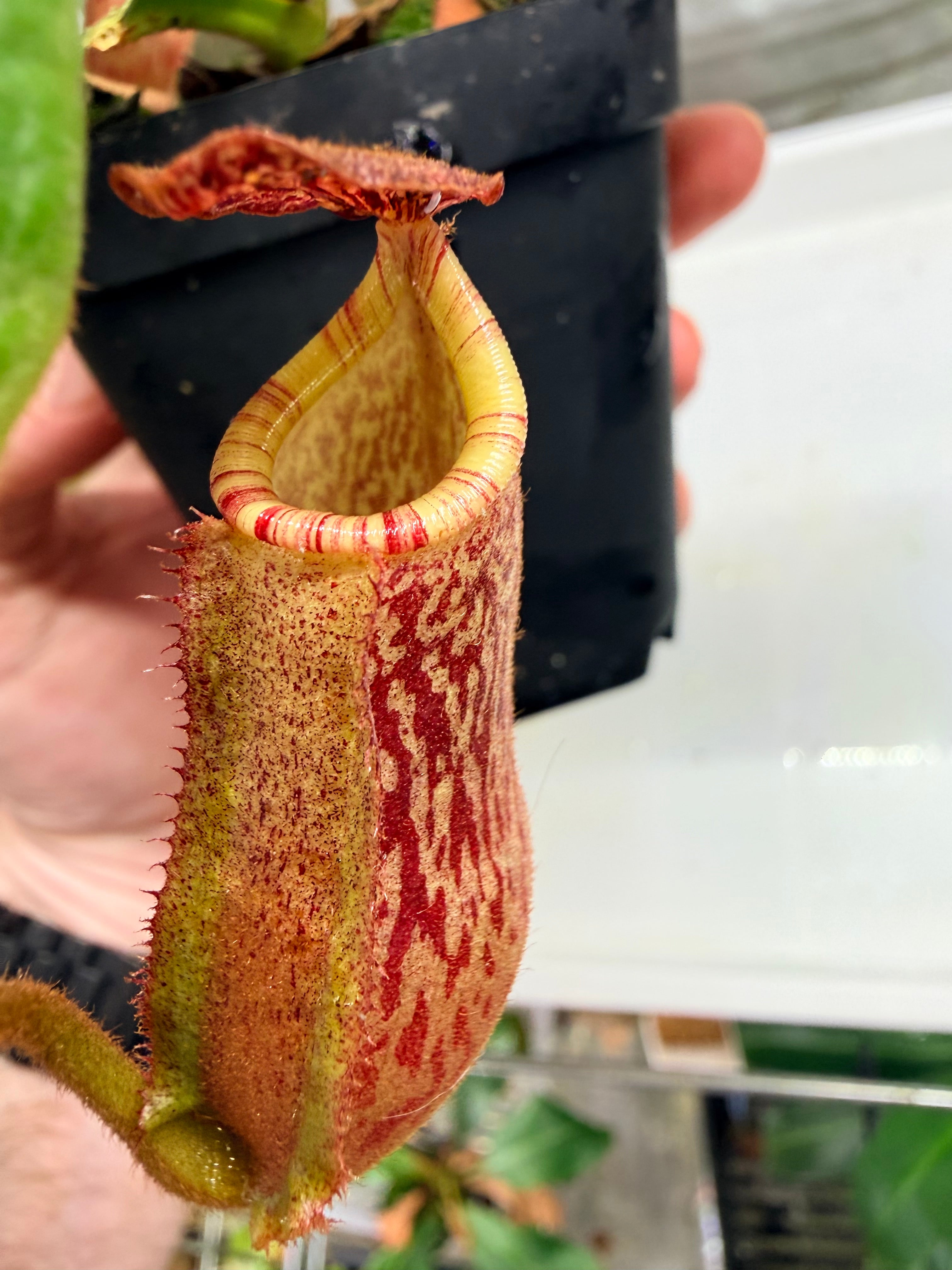 Nepenthes (veitchii 