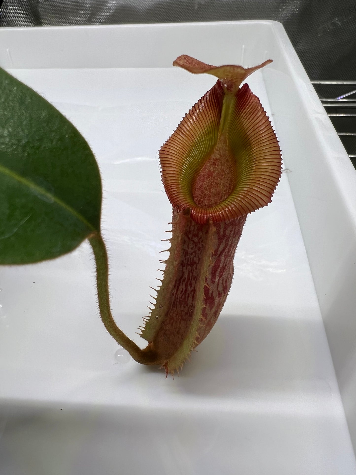 Nepenthes veitchii x (burbidgeae x edwardsiana) BE-4053 - Pitcher Perfect Plants