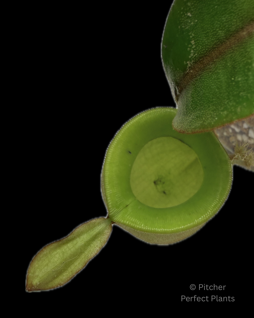 Nepenthes ampullaria, orange leaf (Tayeve, Irian Jaya) - Pitcher Perfect Plants