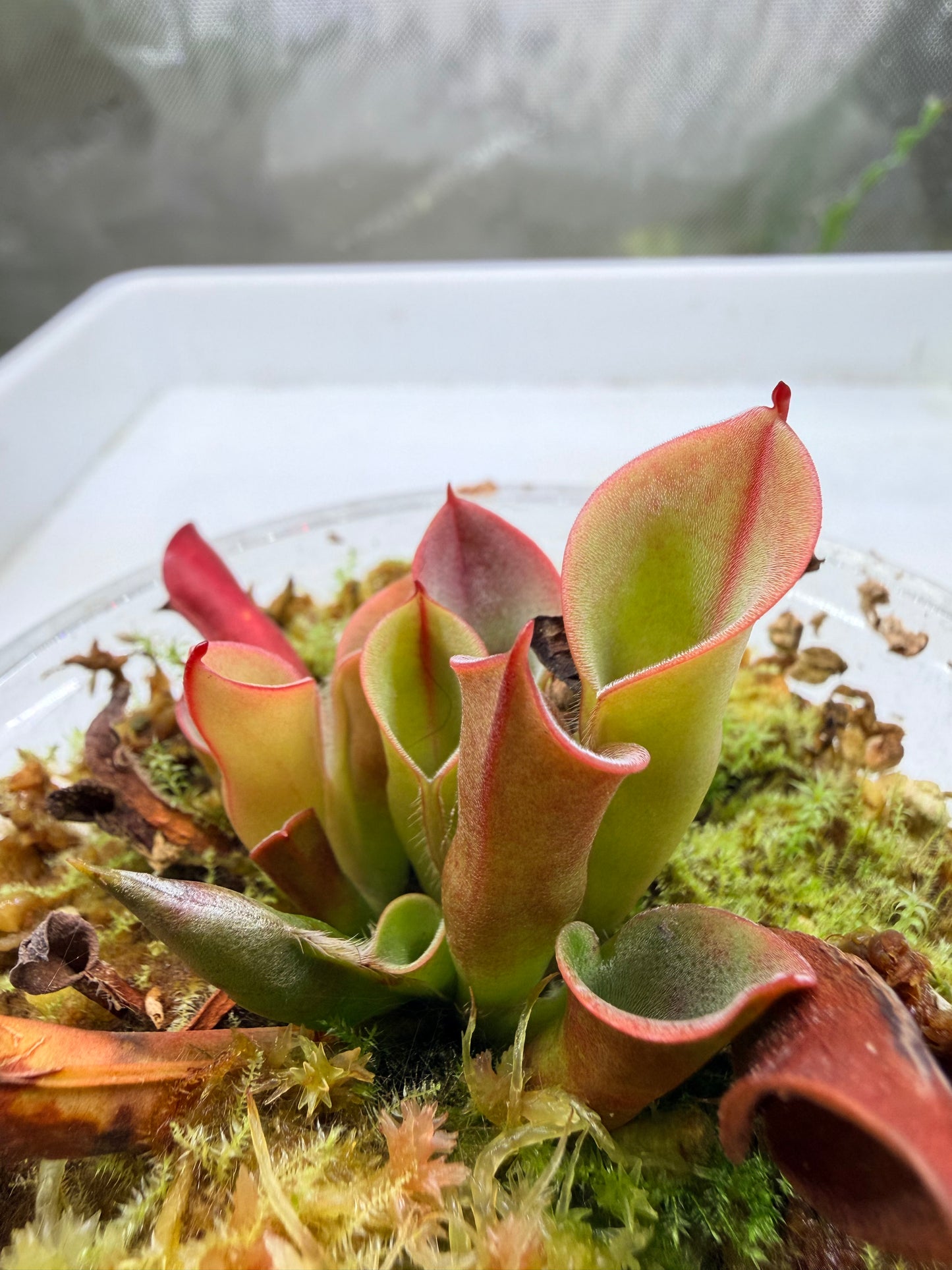 Heliamphora minor Big Orange - Pitcher Perfect Plants