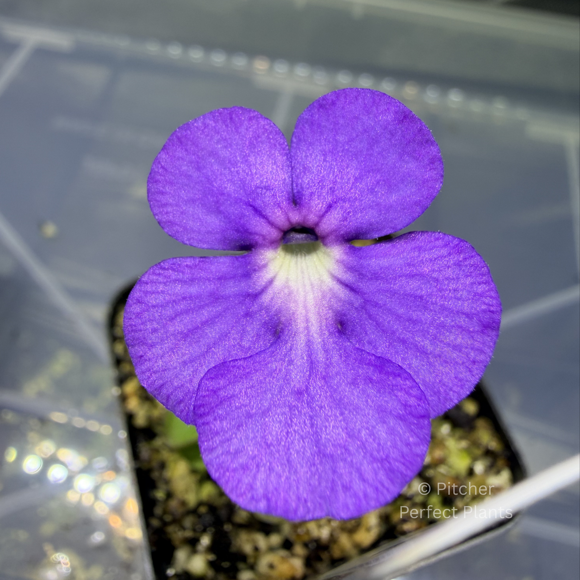 Pinguicula cyclosecta - Pitcher Perfect Plants