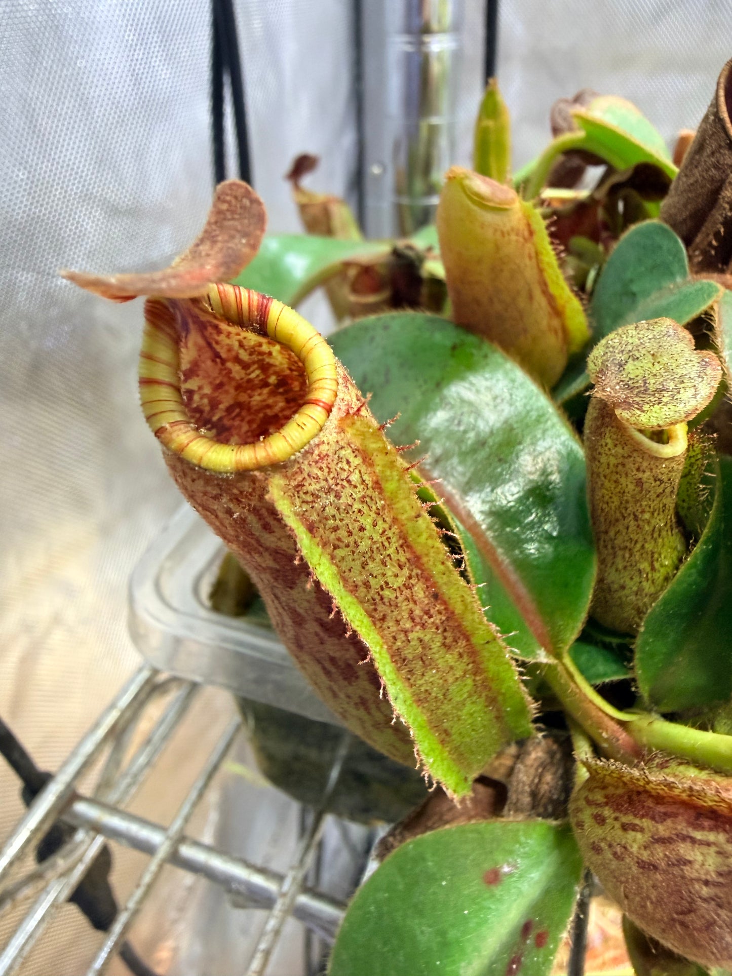 Nepenthes [(lowii x veitchii) x boschiana)] "Red Ruffled" x veitchii 'Candy Dreams' - Pitcher Perfect Plants