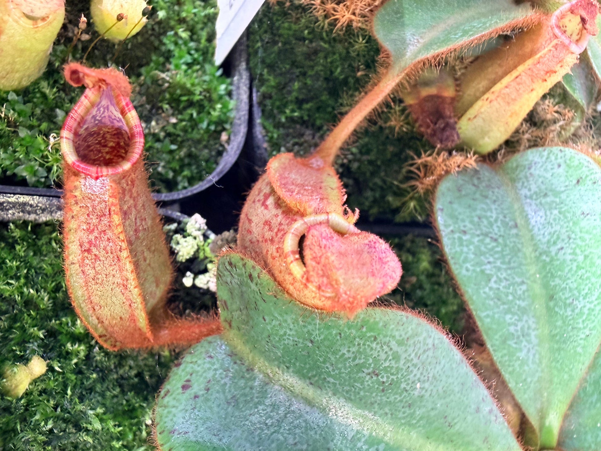 Nepenthes veitchii ('Orange' x 'Candy Dreams') - Pitcher Perfect Plants