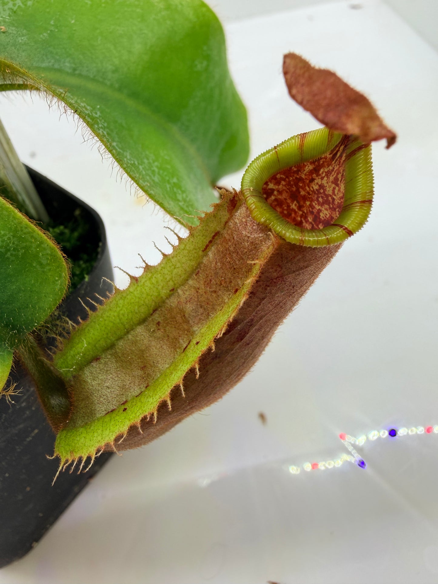 Nepenthes veitchii (Thai Bareo Giant x 'Candy Dreams') - Pitcher Perfect Plants