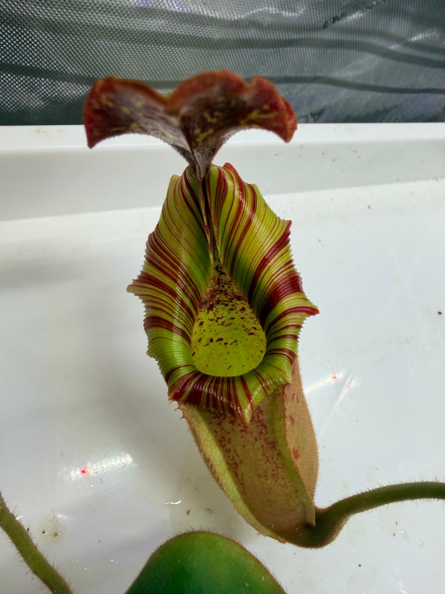 Nepenthes veitchii Kelabit Highlands × {Song of Melancholy × [(lowii x veitchii) x boschiana]} - Pitcher Perfect Plants