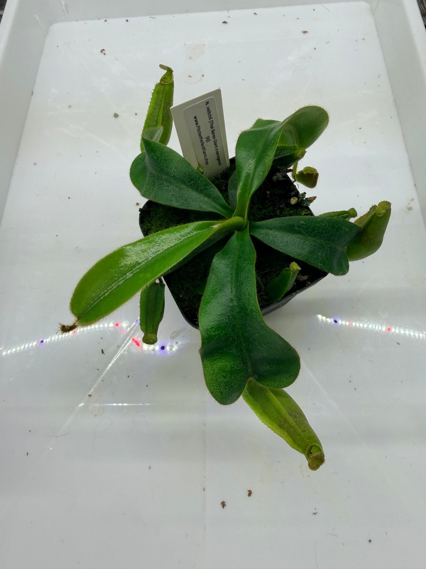 Nepenthes veitchii [Thai Bareo Giant x variegated (k)] - Pitcher Perfect Plants