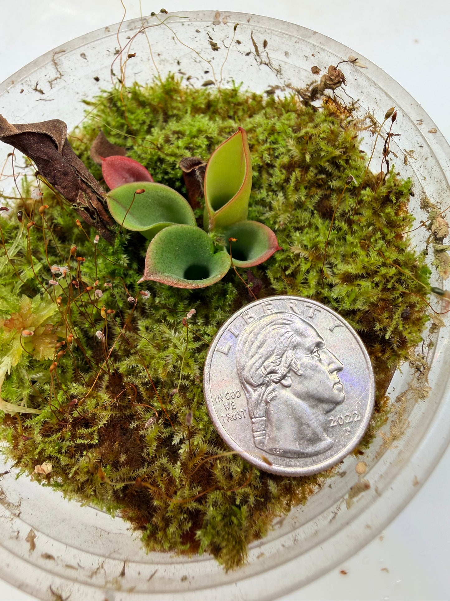 Heliamphora minor Big Orange - Pitcher Perfect Plants