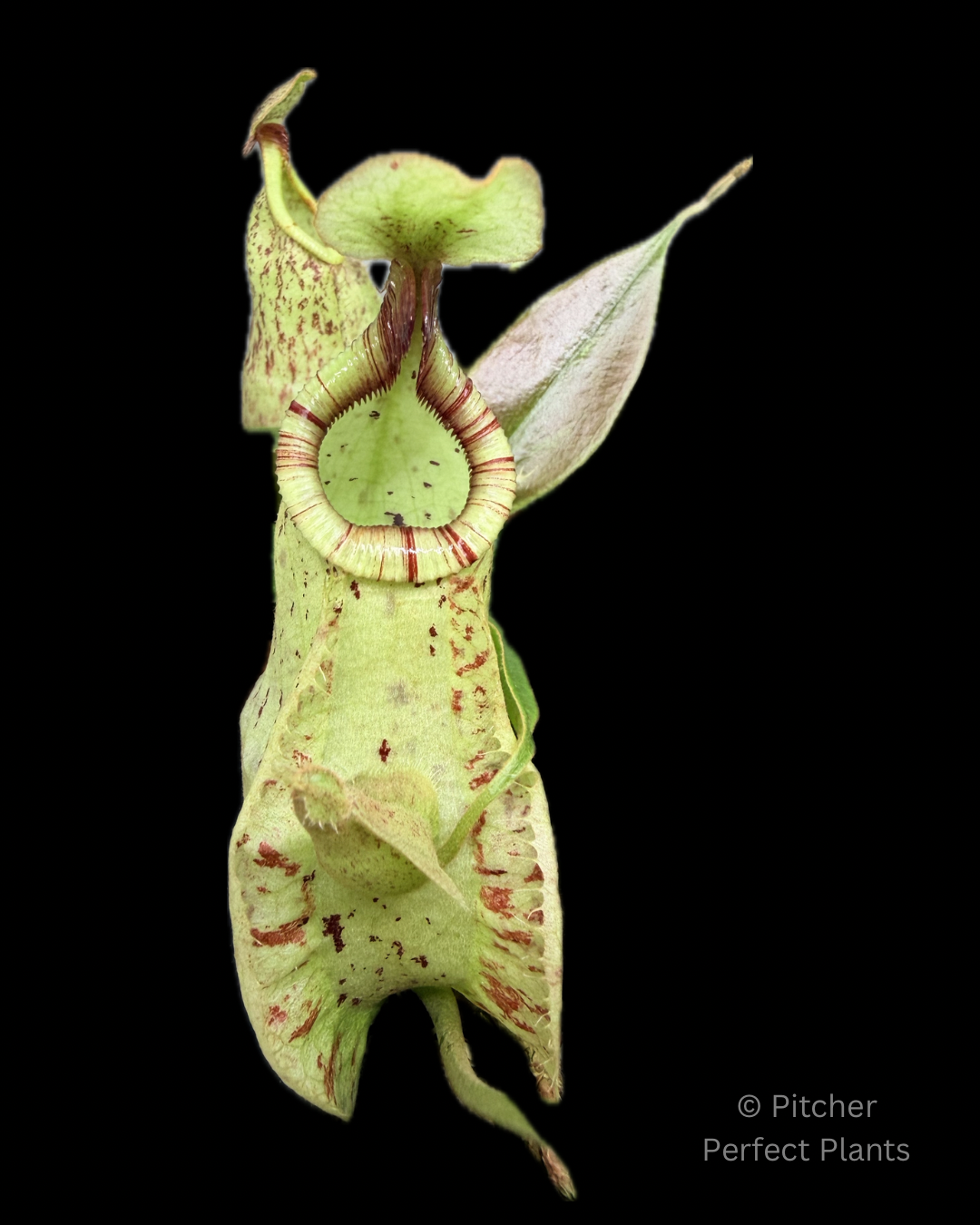 Nepenthes rafflesiana (JB x 'Thick Lip') – Pitcher Perfect Plants