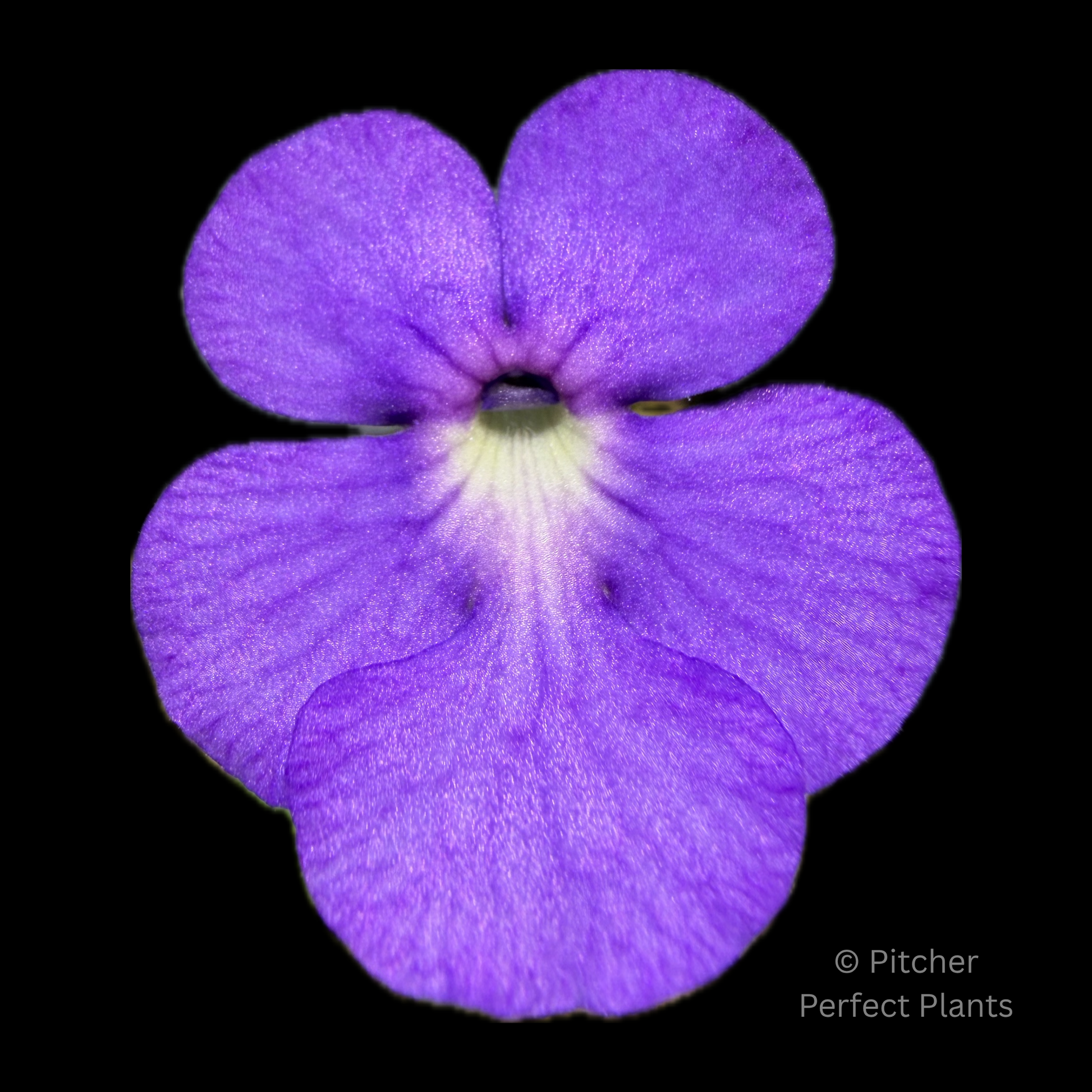 Pinguicula cyclosecta - Pitcher Perfect Plants