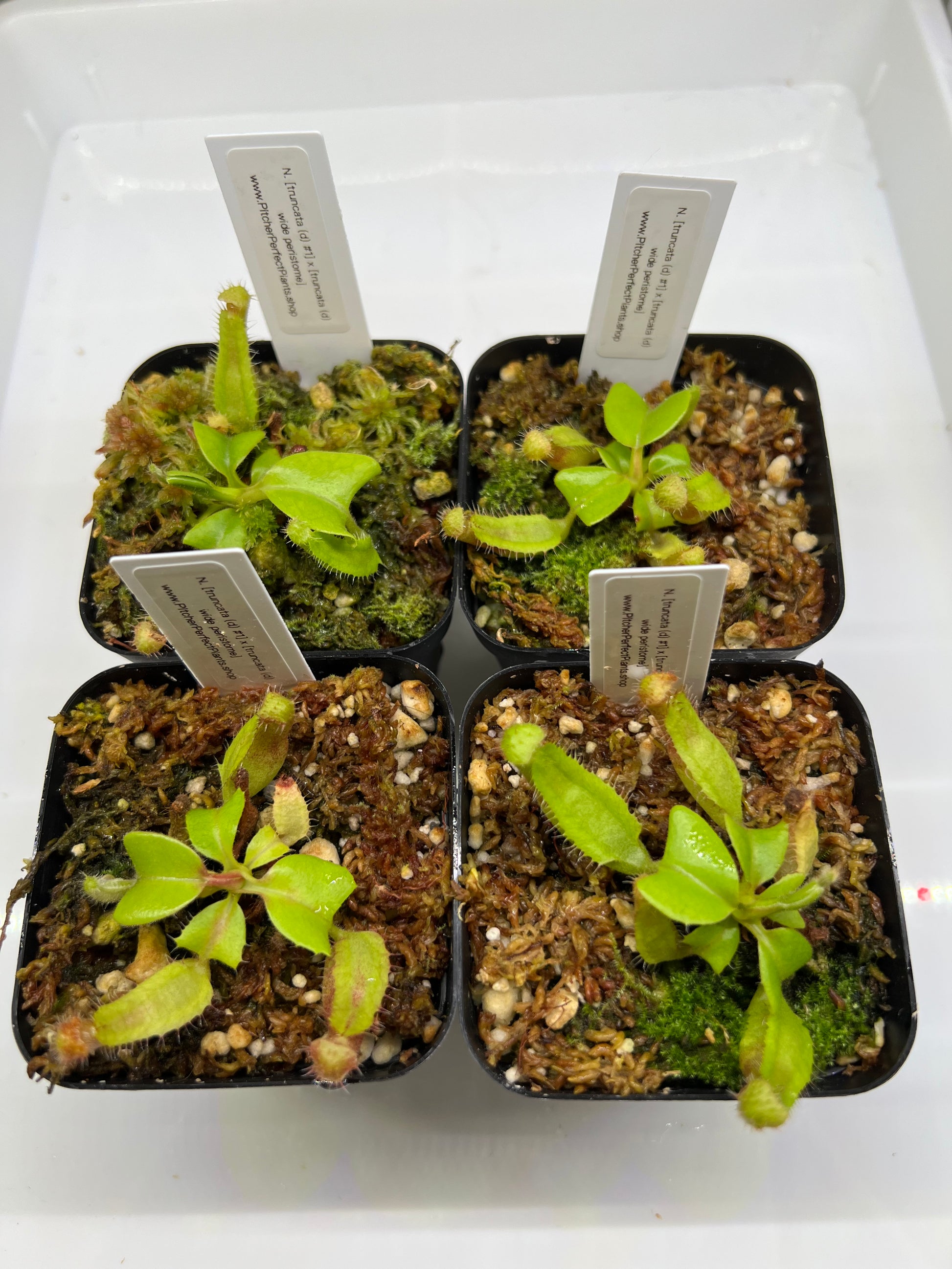 Nepenthes truncata [(d) #1] x [(d) wide peristome] - Pitcher Perfect Plants